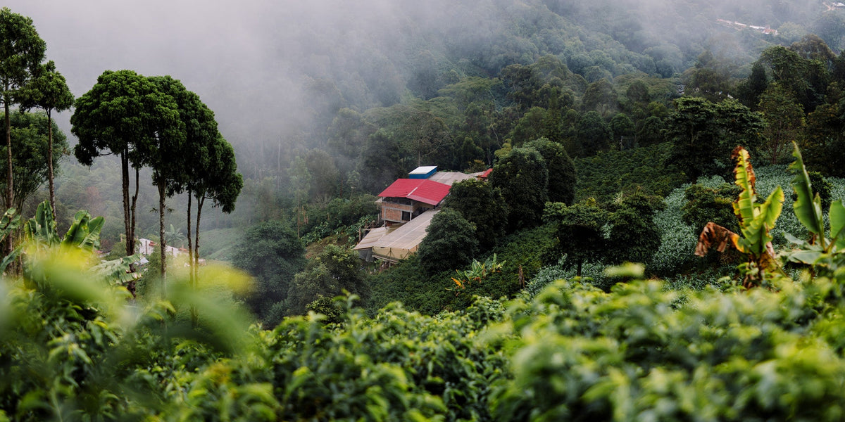 Finca El Diviso